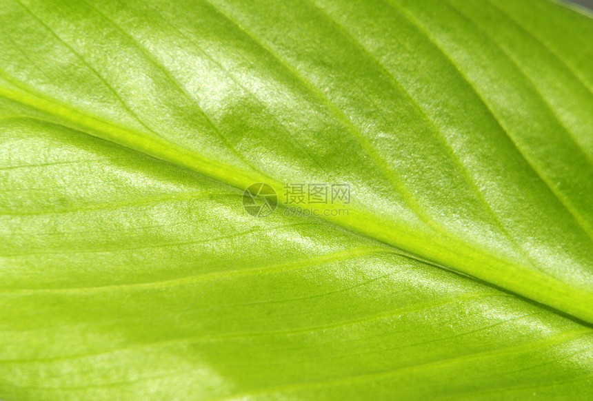 叶子生态线条戏剧性植物群宏观环境生活生长植物光合作用图片
