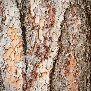 树皮植物腐烂木头背景图片