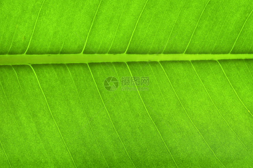 绿叶植物季节宏观生态植物学静脉脊柱叶子生长戏剧性图片
