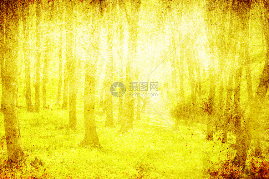 森林薄雾阴影林地材料树木边界阳光手稿羊皮纸小路图片
