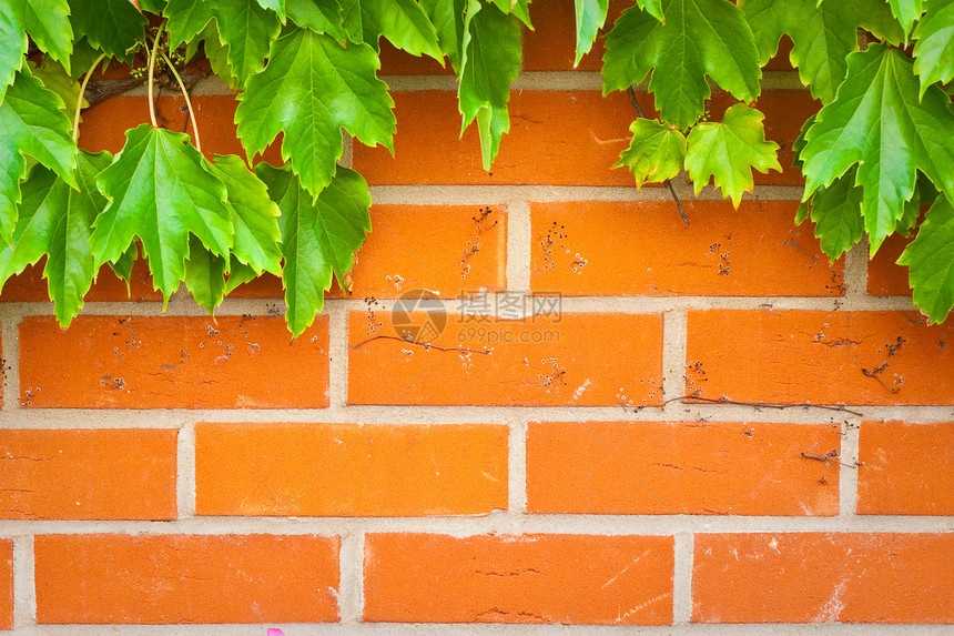 砖墙生长房子绿色花园叶子框架建筑藤蔓红色水平图片