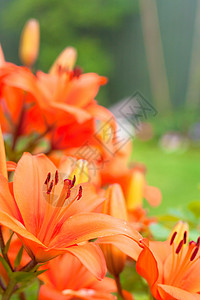 橙花园美丽背景宏观植物老虎花瓣叶子百合庆典背景图片