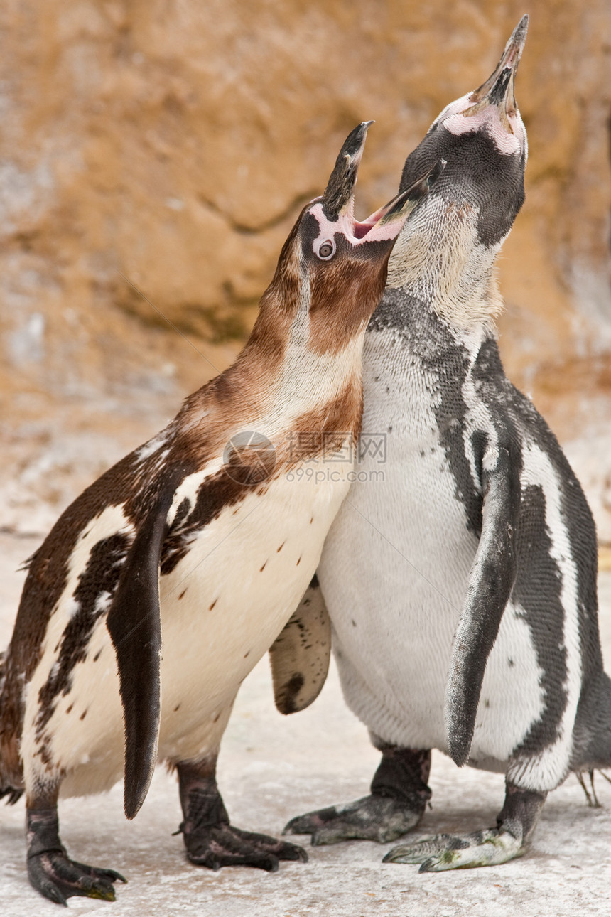 企鹅生态兄弟姐妹斗争孩子们婴儿分歧野生动物父母荒野小鸡图片