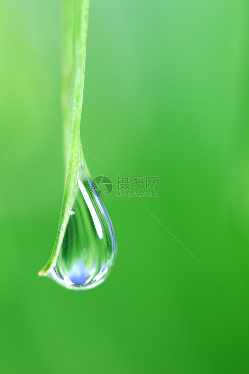 大水滴花园液体树叶阳光背景宏观环境草本植物植物气候图片