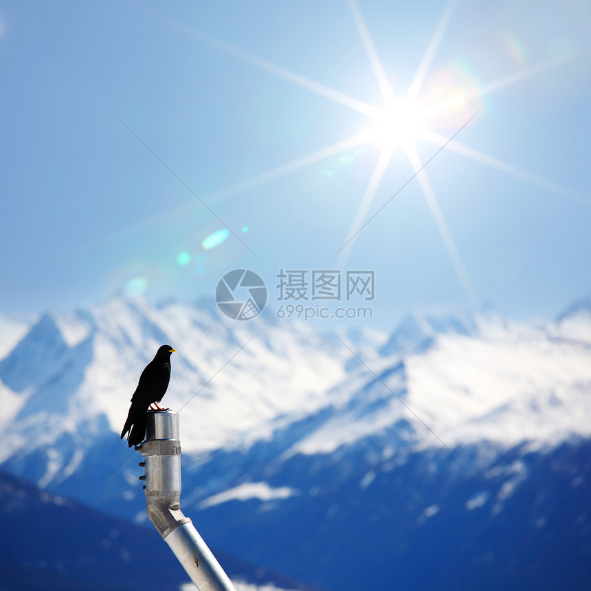 群山鸟动物野生动物旅行荒野顶峰冰川小路季节鸟类学岩石图片