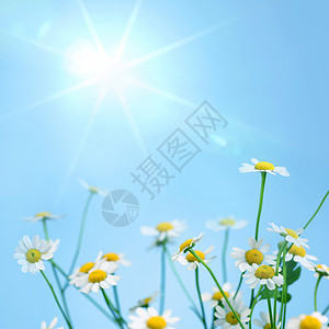 谢米米尔植物群洋甘菊菊花投标宏观卡片绿色草地蓝色白色背景图片