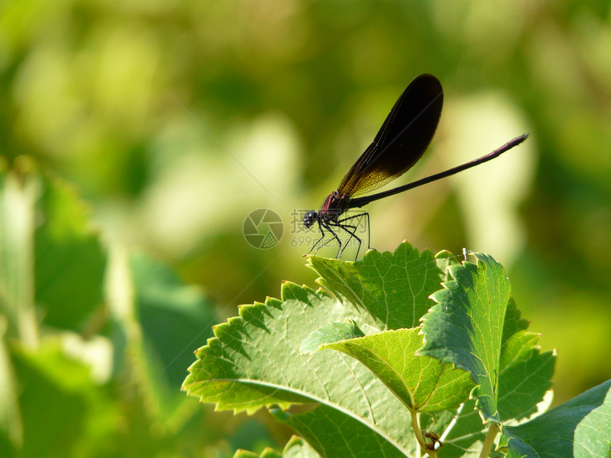 Calopteryx 切交器宏观蜻蜓摄影野生动物蓝色昆虫女性微距男性动物图片