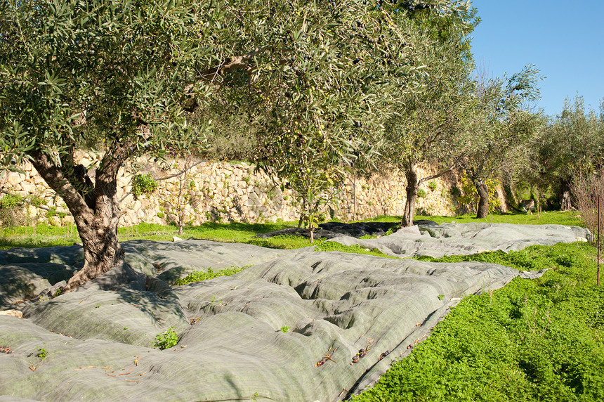 橄榄园种植园场地水果橄榄树农业采摘草地收成水平种子图片