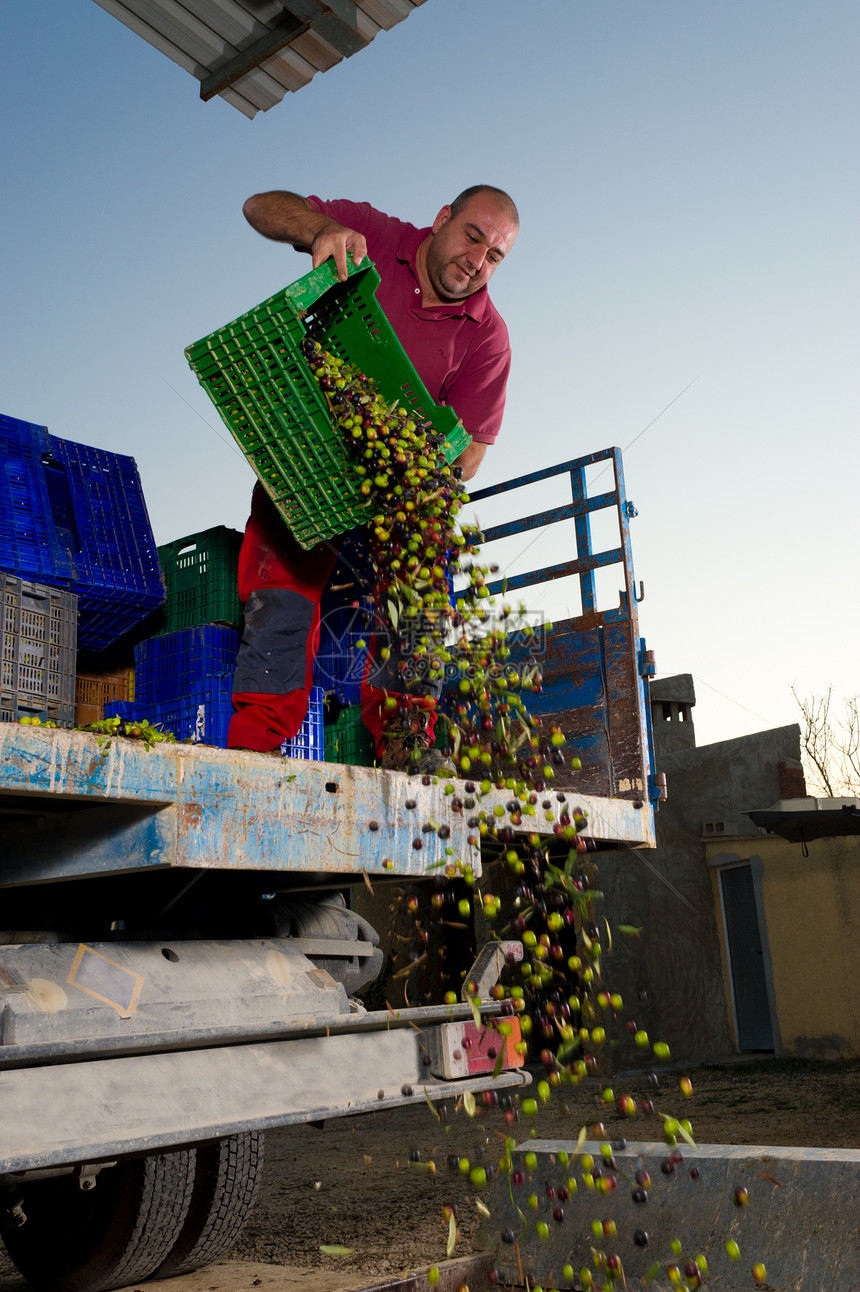 卸载橄榄收割机男人植物男性机器农业种子收成盒子典当图片