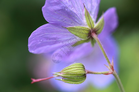 花紫花和花盆芽高清图片