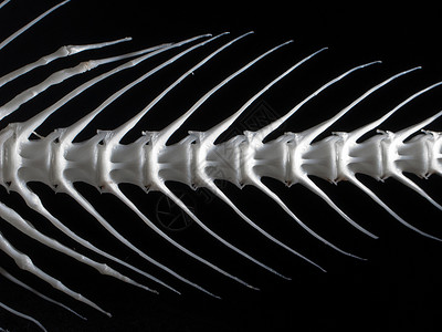 海鱼白骨骨头鱼骨动物白色宏观骨骼倒钩展览背景图片