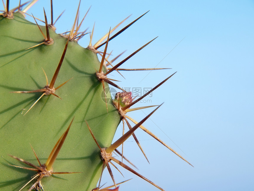 Opuntia 仙人掌绿色叶子生长荆棘胭脂红天空多刺脊柱植物图片