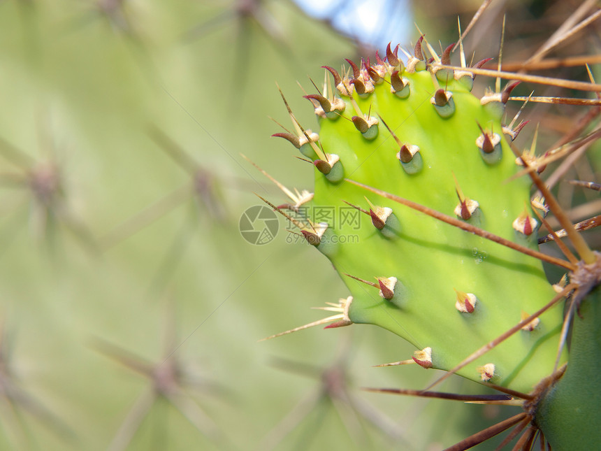 Opuntia 仙人掌绿色胭脂红生长传单荆棘脊柱叶子多刺图片