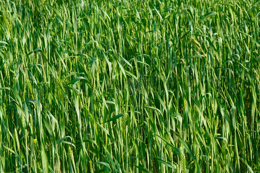 绿耳小麦稻草农田农场耳朵植物谷物蓝色草原种子粮食图片