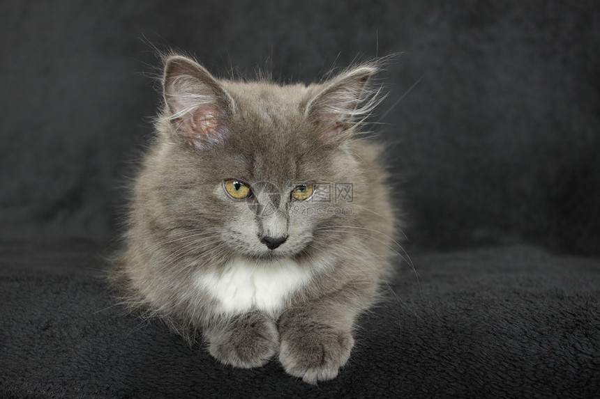 灰白小白猫特写在黑色背景上猫咪毛皮柔软度头发尾巴灰色好奇心猫科白色哺乳动物图片