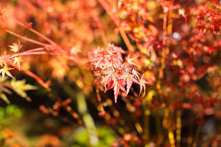 秋天用红叶和橙叶树叶植物橙子树木公园季节性森林棕色红色分支机构图片