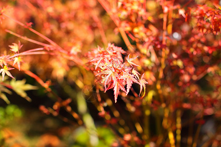 秋天用红叶和橙叶树叶植物橙子树木公园季节性森林棕色红色分支机构背景图片