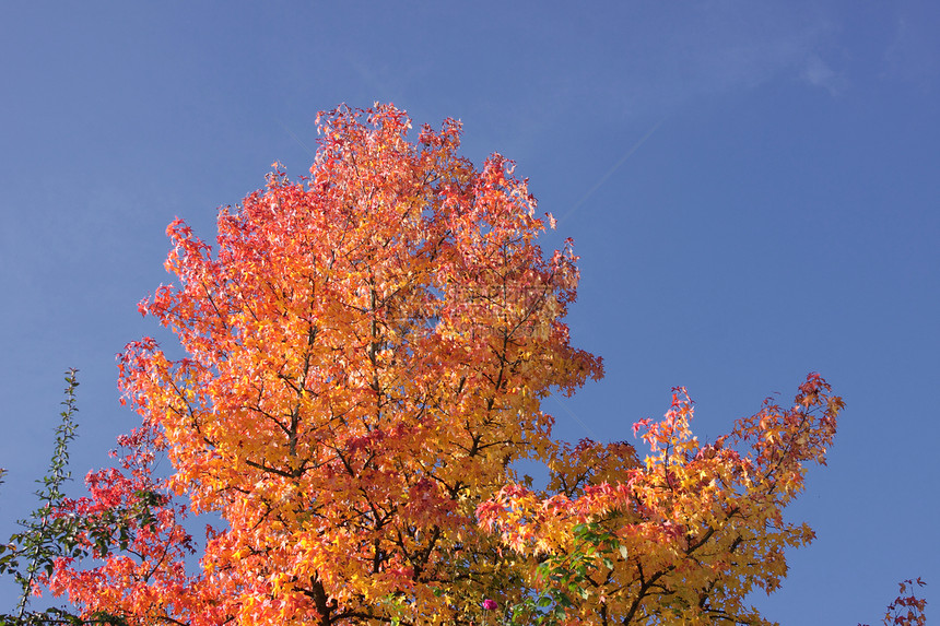 秋天用红叶和橙叶活力公园黄色森林金子棕色分支机构季节阳光树木图片