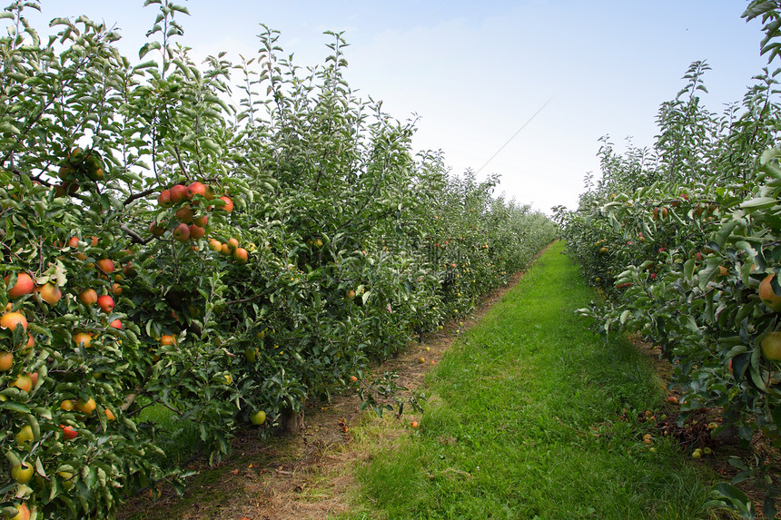 夏季的苹果果园 上面覆满多彩苹果花园蓝色园艺水果生产季节树叶农场食物收成图片