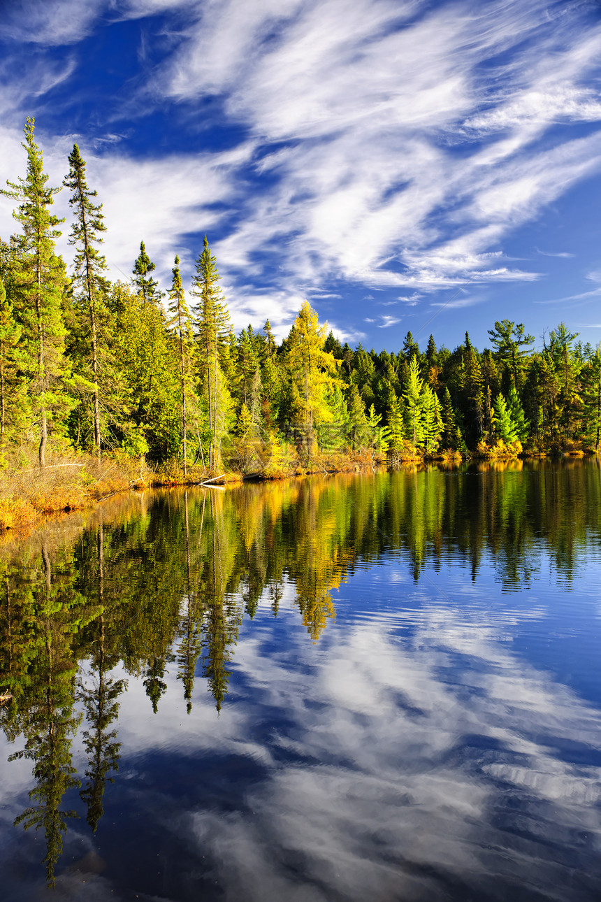 森林和天空在湖中反射荒野国家支撑海岸线松树树木公园崎岖反思图片