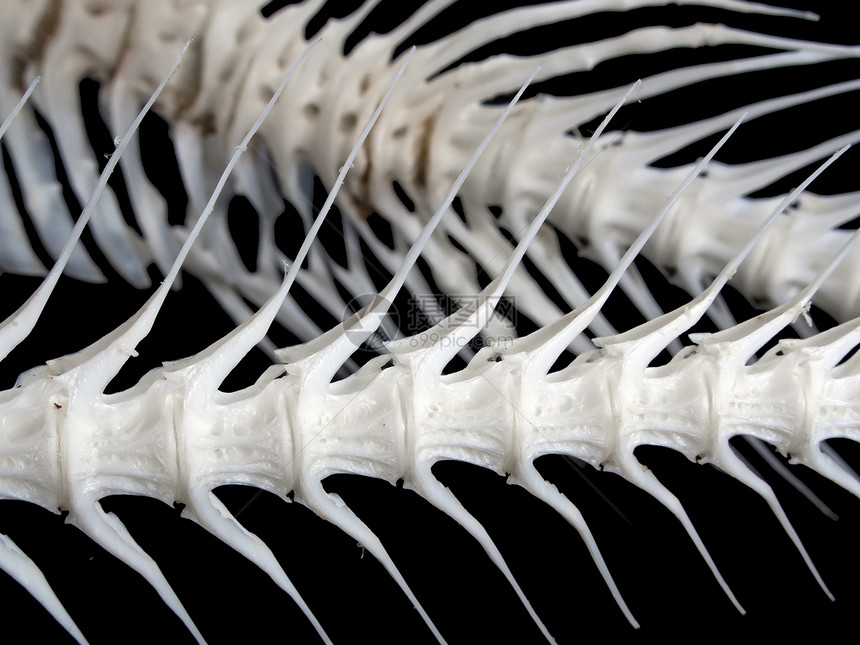 鱼骨食物死亡钓鱼鲨鱼骨骼宏观身体倒钩白色化石图片