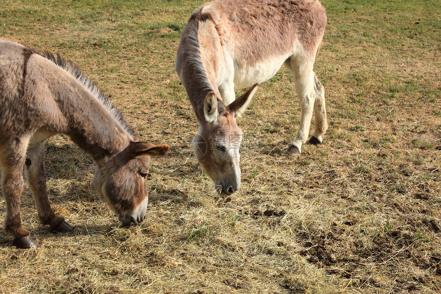 春天 在田地上 有一只宁静的驴农村眼睛家畜场地乡村农业哺乳动物农场牧场图片