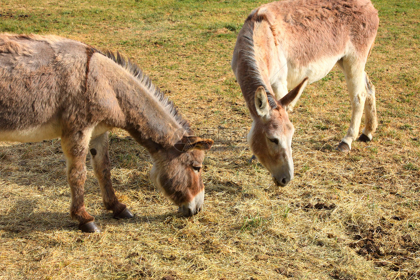 春天 在田地上 有一只宁静的驴眼睛农业家畜乡村农村场地农场牧场哺乳动物图片