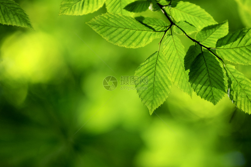 绿叶树木环境生长森林绿色宏观植物叶子树叶图片