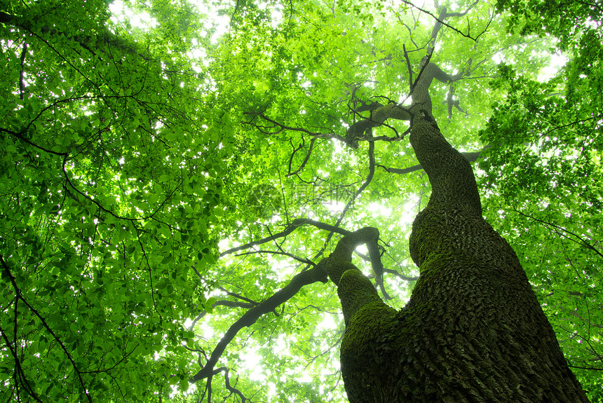 绿叶叶子植物树叶生长宏观树木森林绿色环境图片