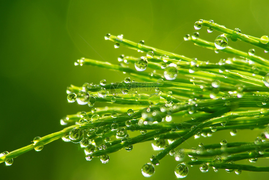 草地上滴水绿色花园树叶宏观液体草本植物植物雨滴生长图片