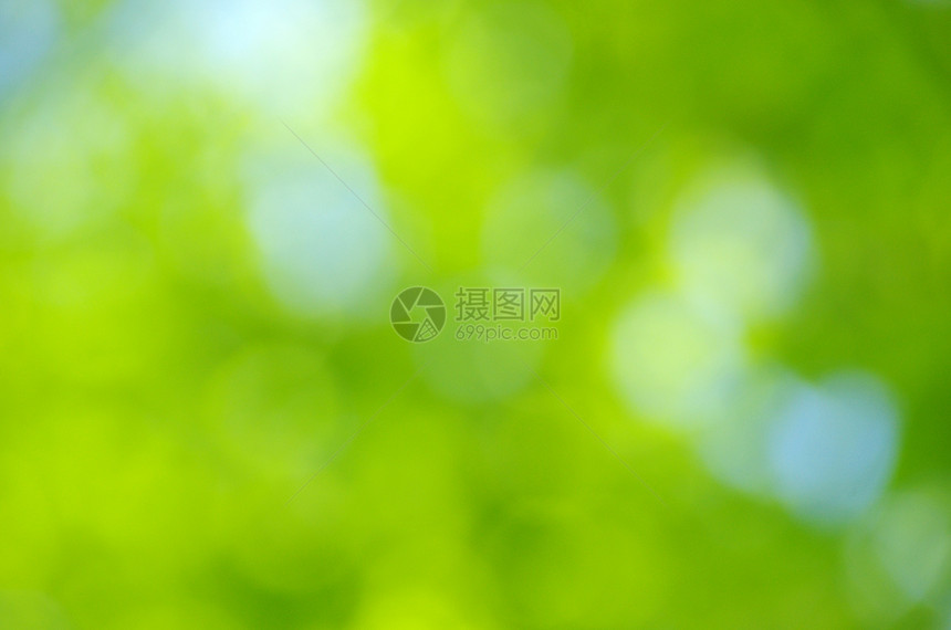 自然绿色水平树叶白色季节森林树木阳光叶子圆形圆圈图片