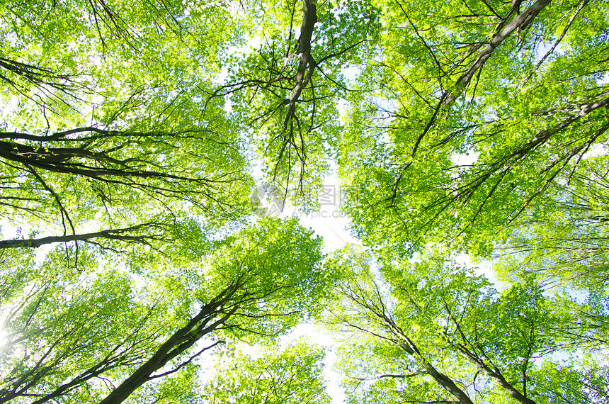 绿叶环境树叶植物绿色森林生长宏观叶子树木图片