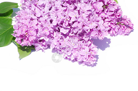 丁香花植物学季节框架花束叶子白色植物衬套紫色枝条背景图片