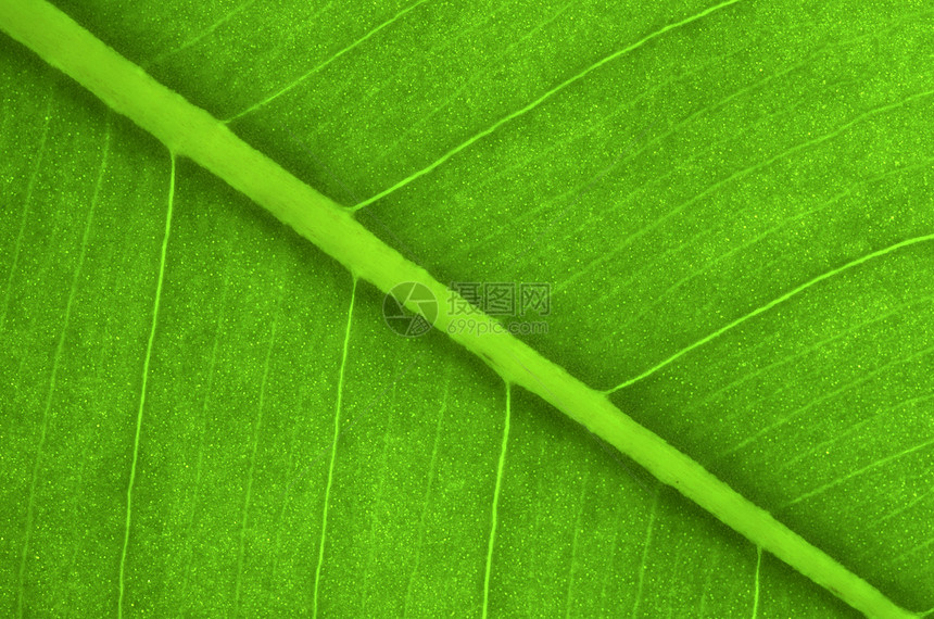 绿叶作为背景植物细胞叶子季节戏剧性脊柱植物学光合作用生长绿色植物图片