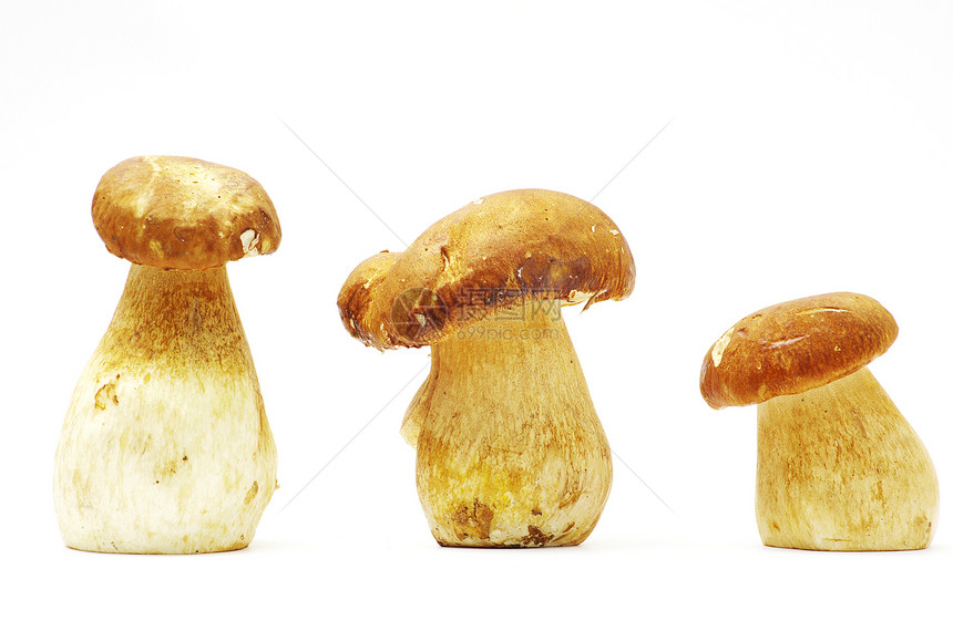 蘑菇饮食棕色团体烹饪蔬菜白色食物美食森林季节图片