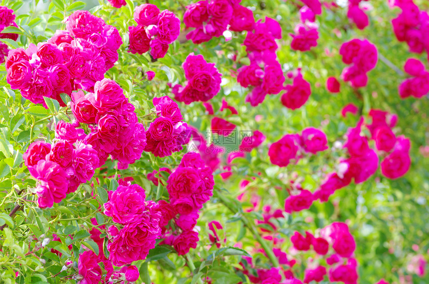 玫瑰花植物学花粉植物花瓣衬套玫瑰生长辉光园艺植物群图片