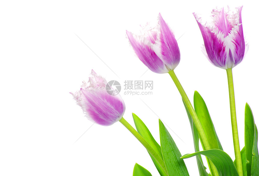 粉红色郁金香新娘弹性花瓣白色情感花束妈妈们绿色叶子粉色图片