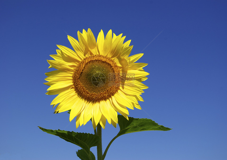 黄向日向日葵花园园艺蜂蜜绿色花朵场地叶子植物蓝色农作物图片