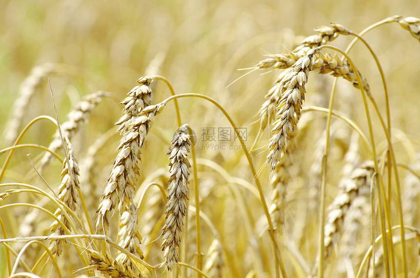 小麦谷物粮食面包收获食物玉米收成稻草培育季节图片