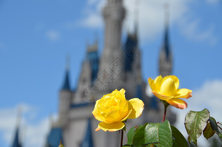 城堡前的鲜花背景图片
