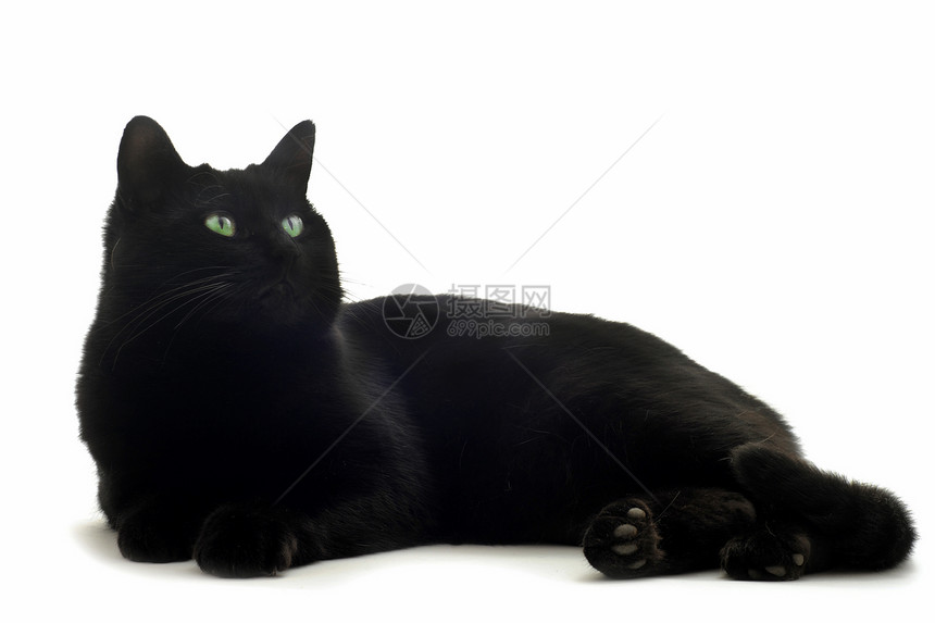 黑猫男性猫科动物警觉宠物工作室白色眼睛动物绿色图片