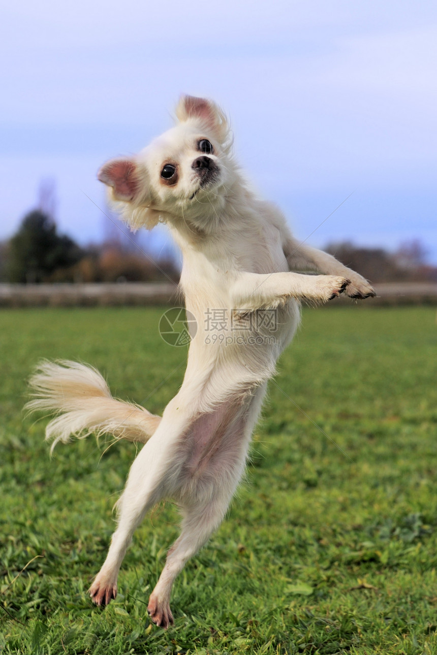 跳跃的吉娃娃花园犬类运动宠物白色伴侣动物图片