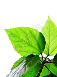 绿叶叶叶子植物学静脉花园白色生长宏观环境绿色植物群背景图片