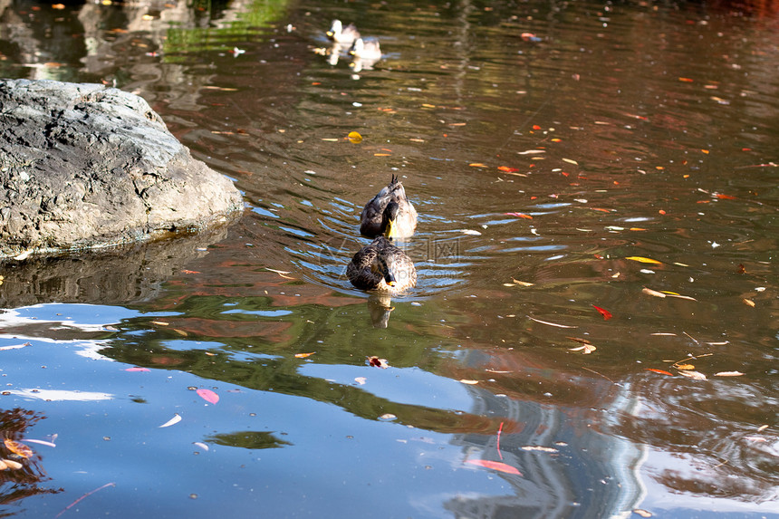 两只鸭子中心水平树叶反射游泳动物群红色石头橙子棕色图片