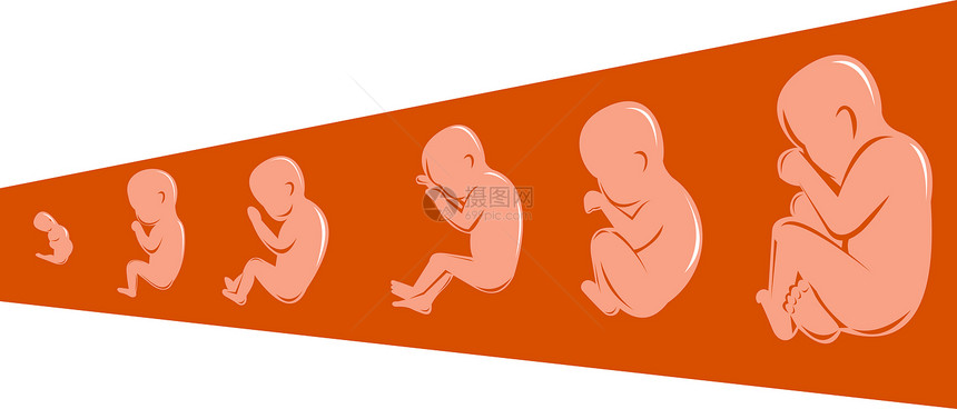 8至40周的人类胎儿孩子婴儿木刻插图生长图片