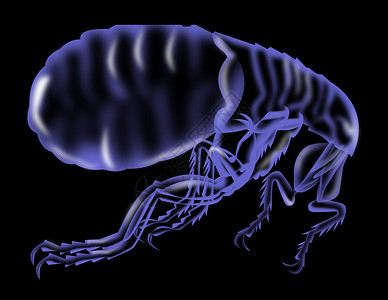 跳蚤光影黑色寄生虫昆虫背景x光动物害虫背景图片