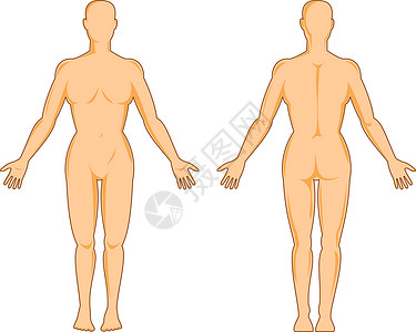 男性人体解剖立体女士插图解剖学背景图片