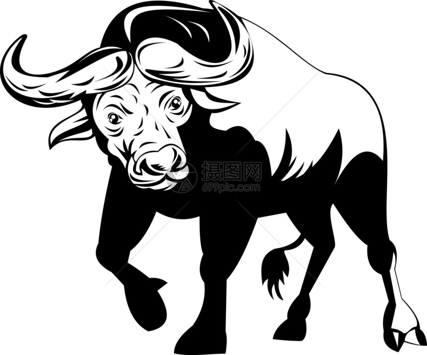 非洲斗牛攻击野生动物动物喇叭奶牛图片