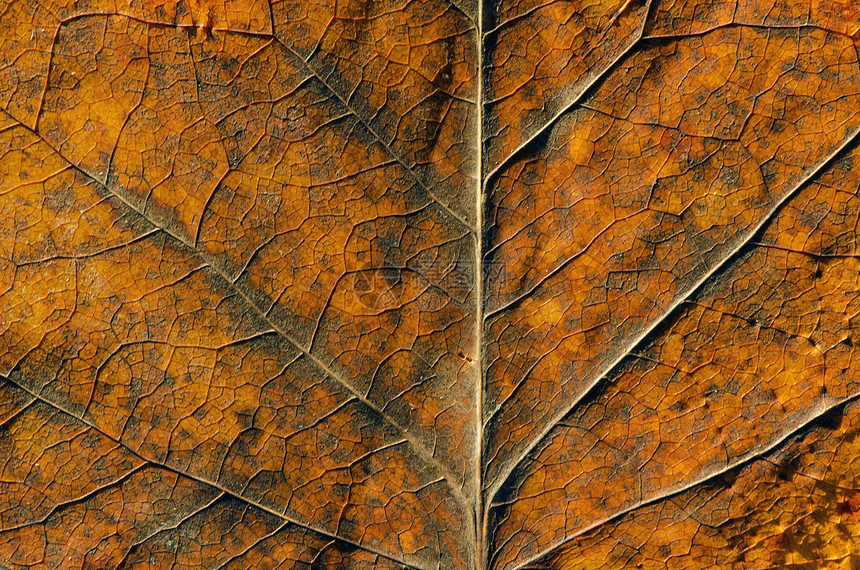 秋色叶纹理和详细背景宏观黄色环境森林季节棕色植物学墙纸图片