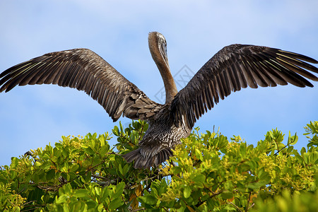 Pelican 起飞高清图片
